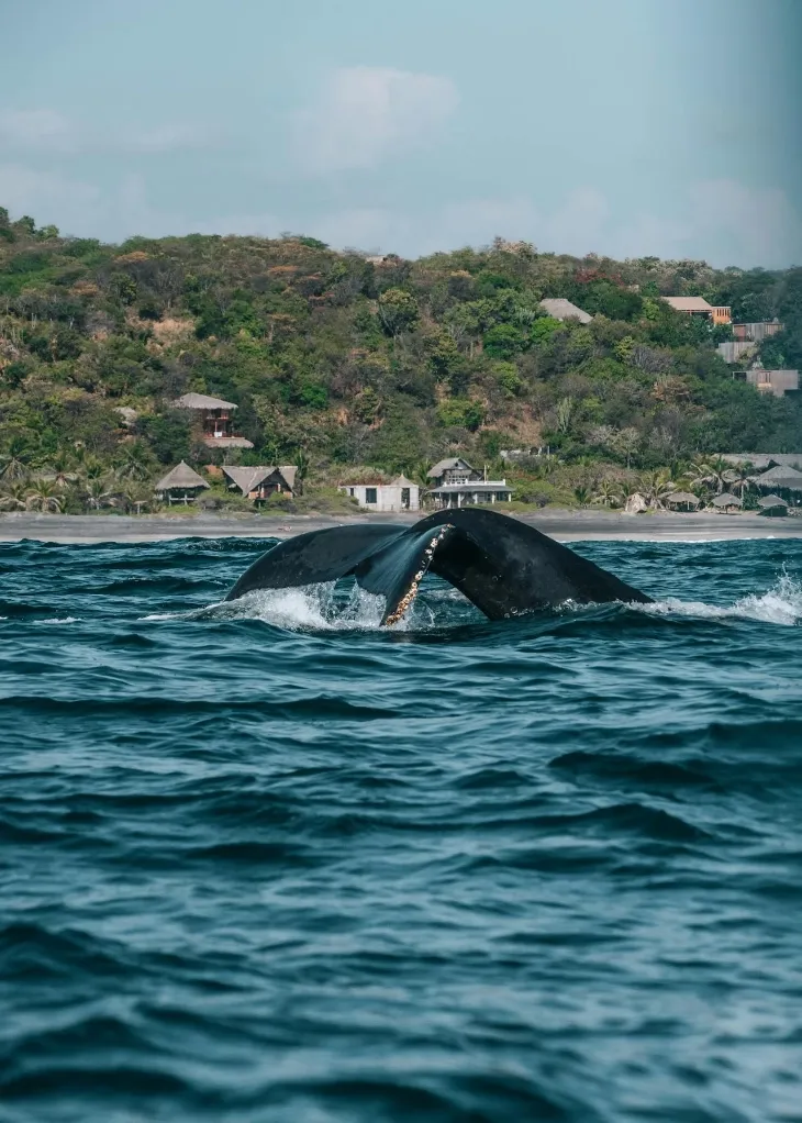 Whale Watching The Best Of Puerto Vallarta