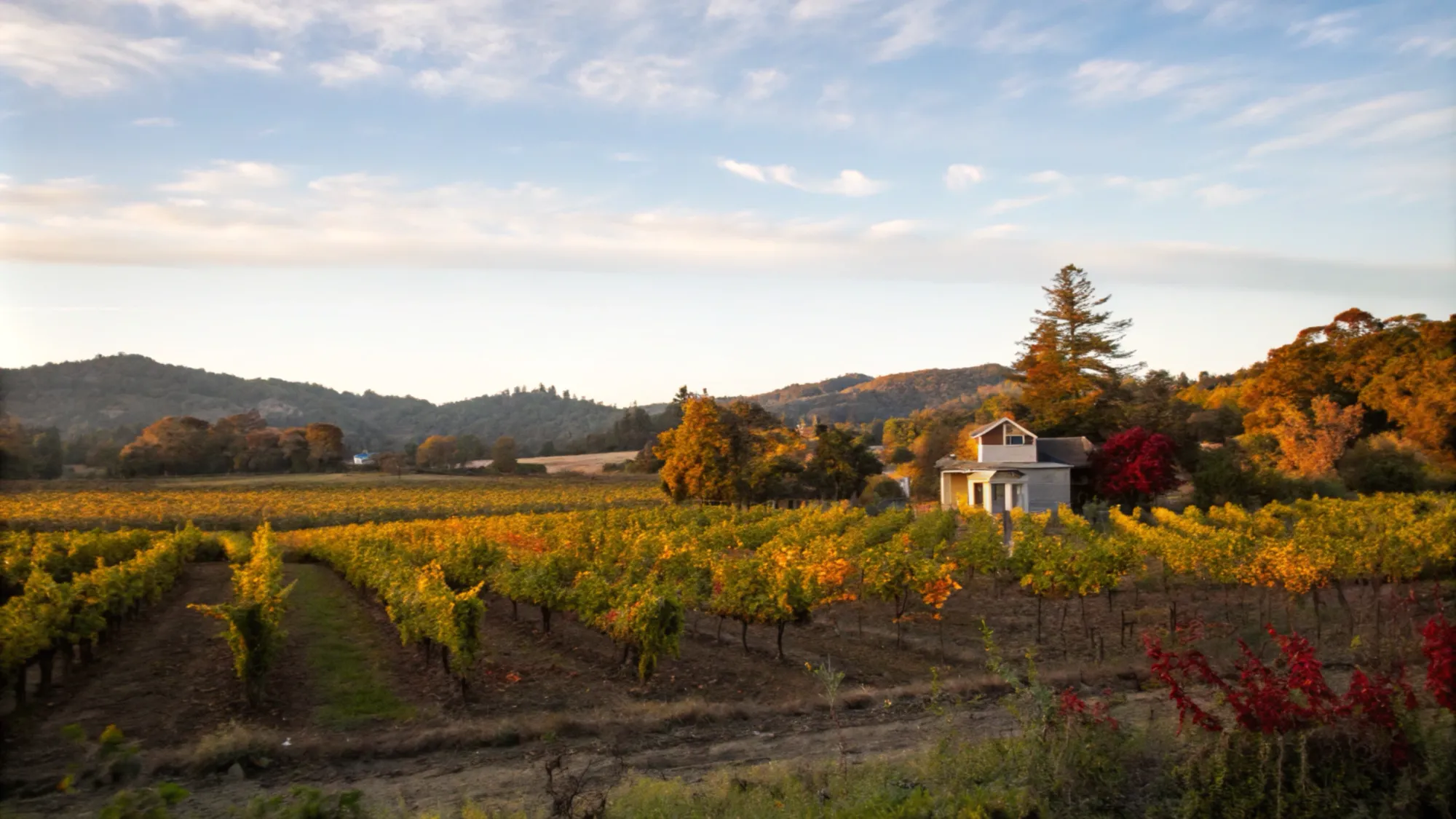 Seghesio Family Vineyards - Sonoma County Tourism