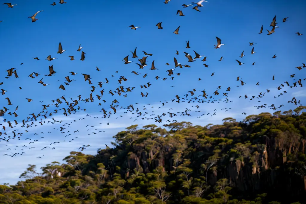 Frio Bat Flight Tours