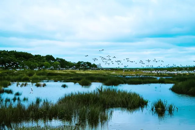 Saltmarshes and Love - The Heart Of the Lowcountry - Celadon Living