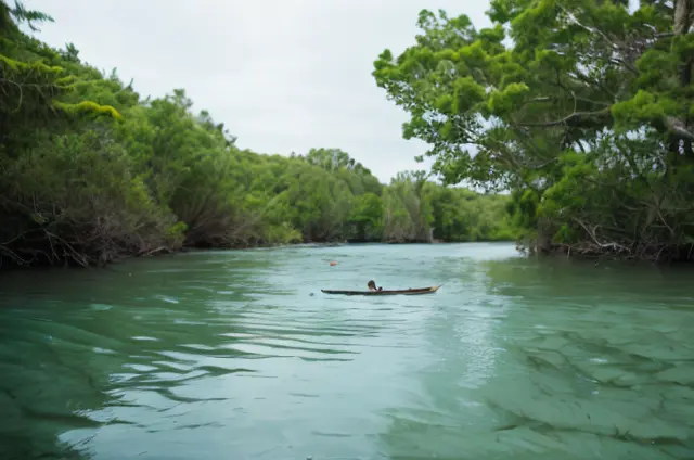 Mangrove Lagoon - What To Know BEFORE You Go | Viator