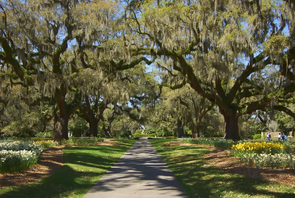 BrookGreen Gardens - Live Oak Allee' | bigger better view Ta… | Flickr