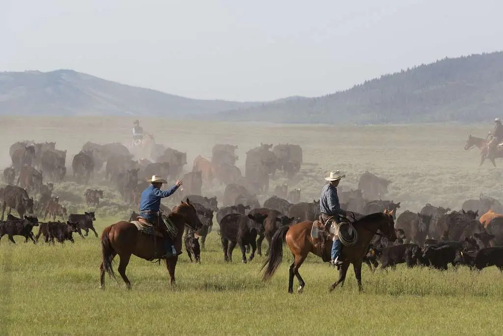 Before calves are branded and vaccinated on branding day at the Big Creek  cattle ranch, a