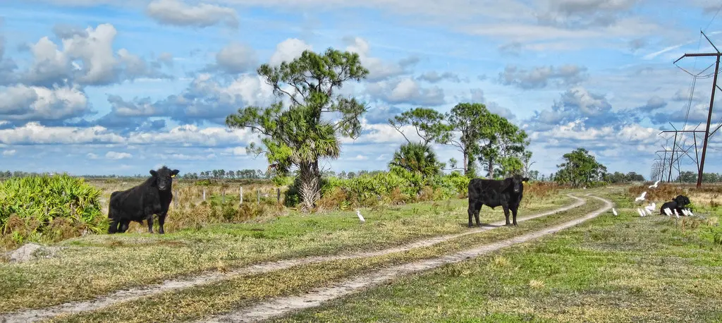 Cows At Allapattah Flats | The Allapattah Wildlife Managemen… | Flickr