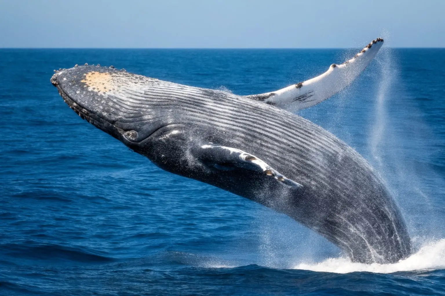 Monterey Bay Wildlife – Blue Ocean Whale Watching