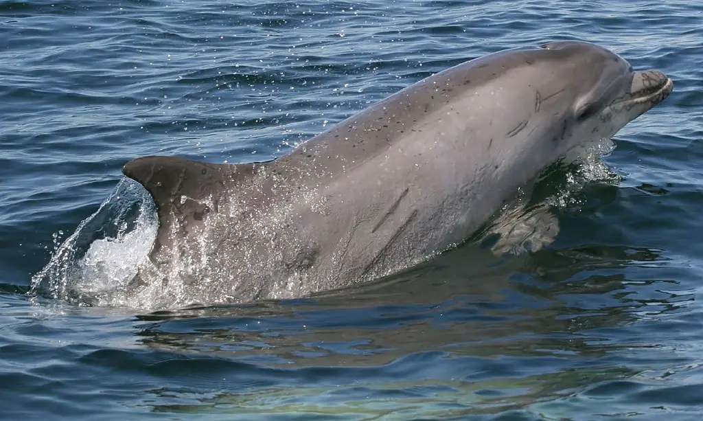 A dolphin is swimming in the water. Bottlenose dolphin dolphin swimming -  PICRYL - Public Domain Media Search Engine Public Domain Image