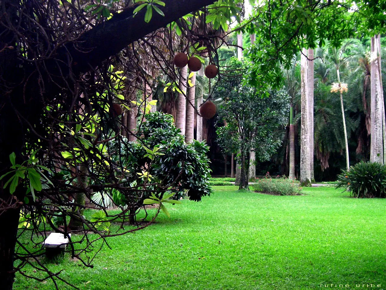 File:Jardin botanico ccs.jpg - Wikimedia Commons