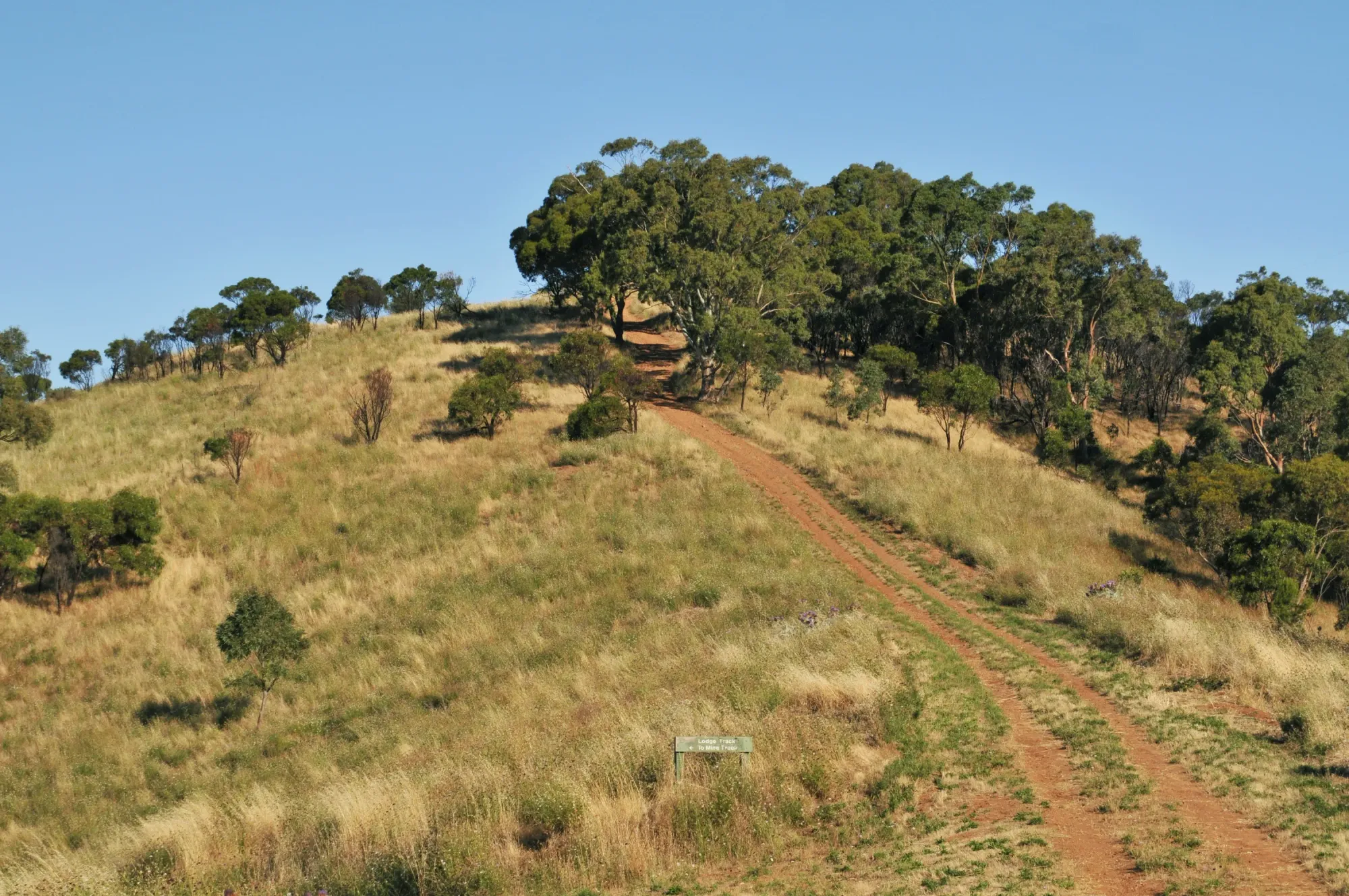 File:Black hill conservation park track.JPG - Wikimedia Commons