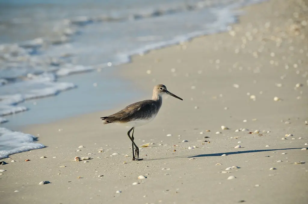 Willet | This willet was posing on the Barefoot Beach Preser… | Flickr