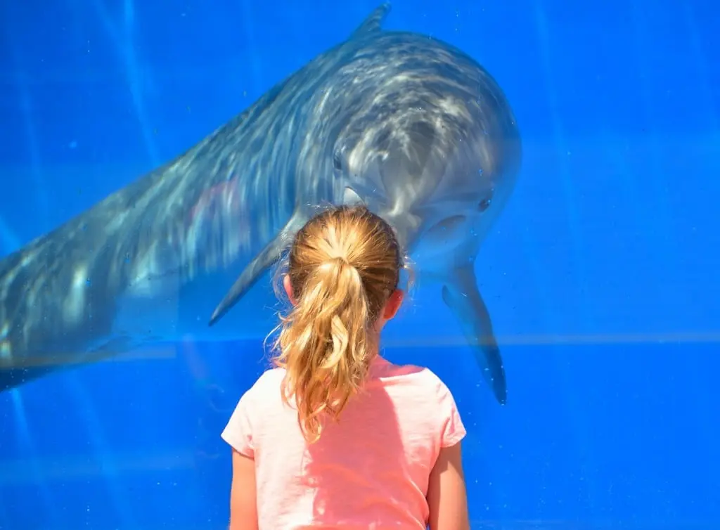 A girl looking at a dolphin through a glass window. Dolphin child children,  people. - PICRYL - Public Domain Media Search Engine Public Domain Image