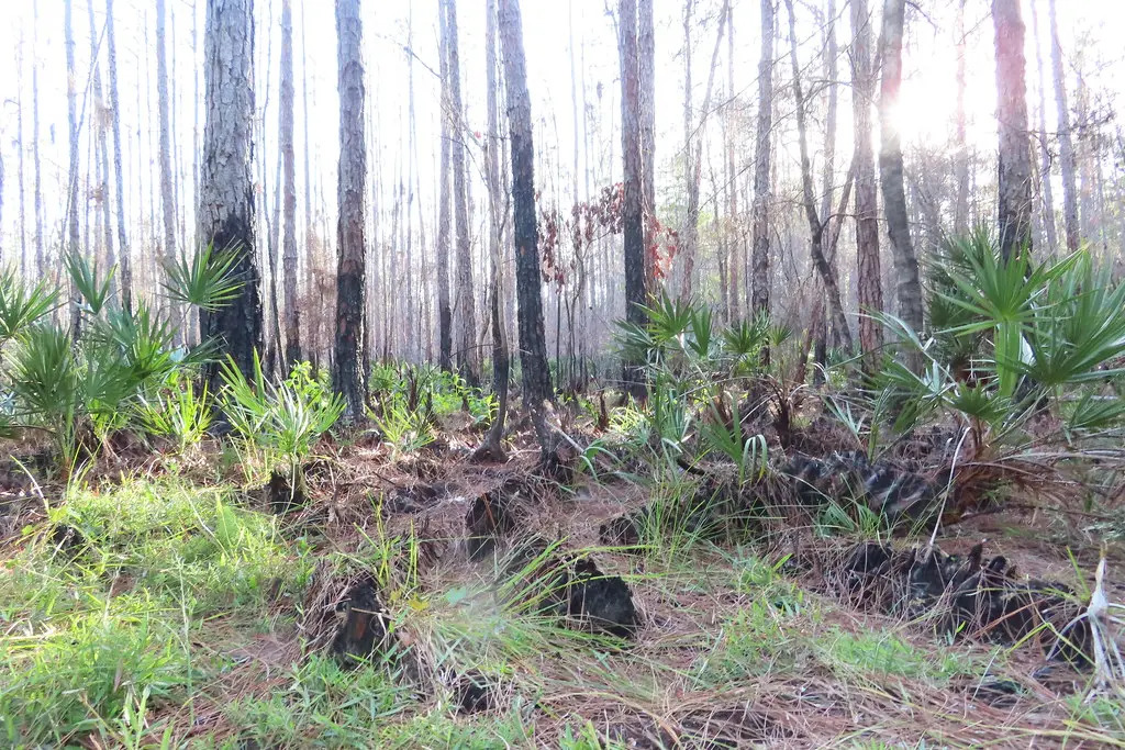 Brooker Creek Preserve Tarpon Springs | RobandSheila | Flickr