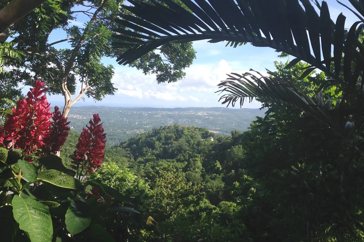 Ahhh...Ras Natango Gallery and Garden - Caribbean Birding Trail