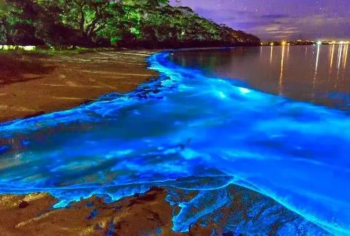 Attraction: Luminous Lagoon - Jamaica Tours and Excursions