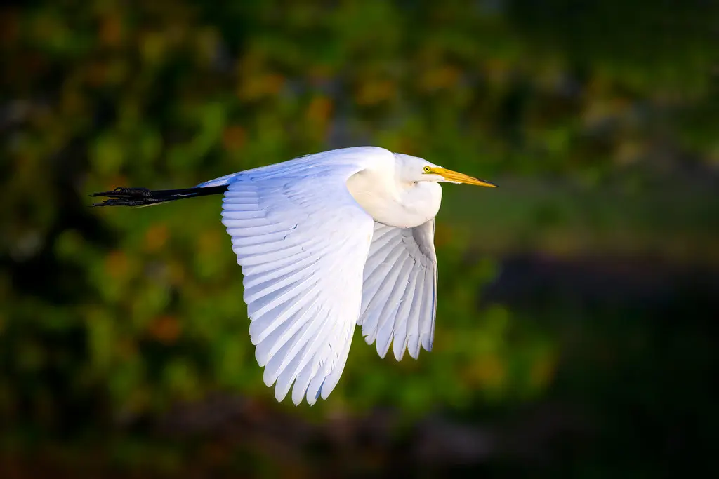 Great egret in flight at the Venice Area Audubon Rookery, … | Flickr