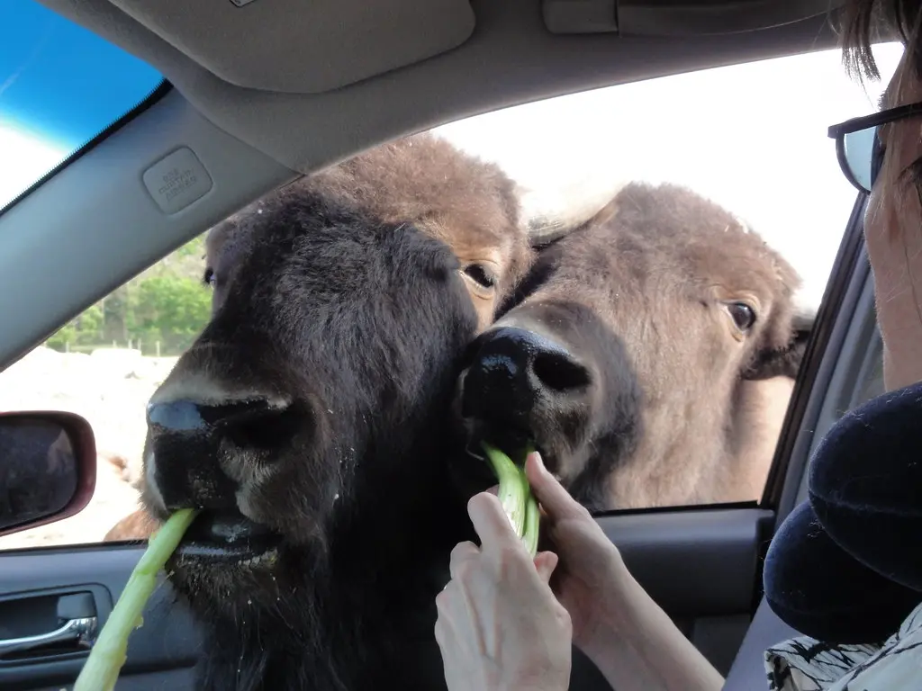 Feeding Time | African Safari Wildlife Park Port Clinton, Oh… | Becker1999 | Flickr