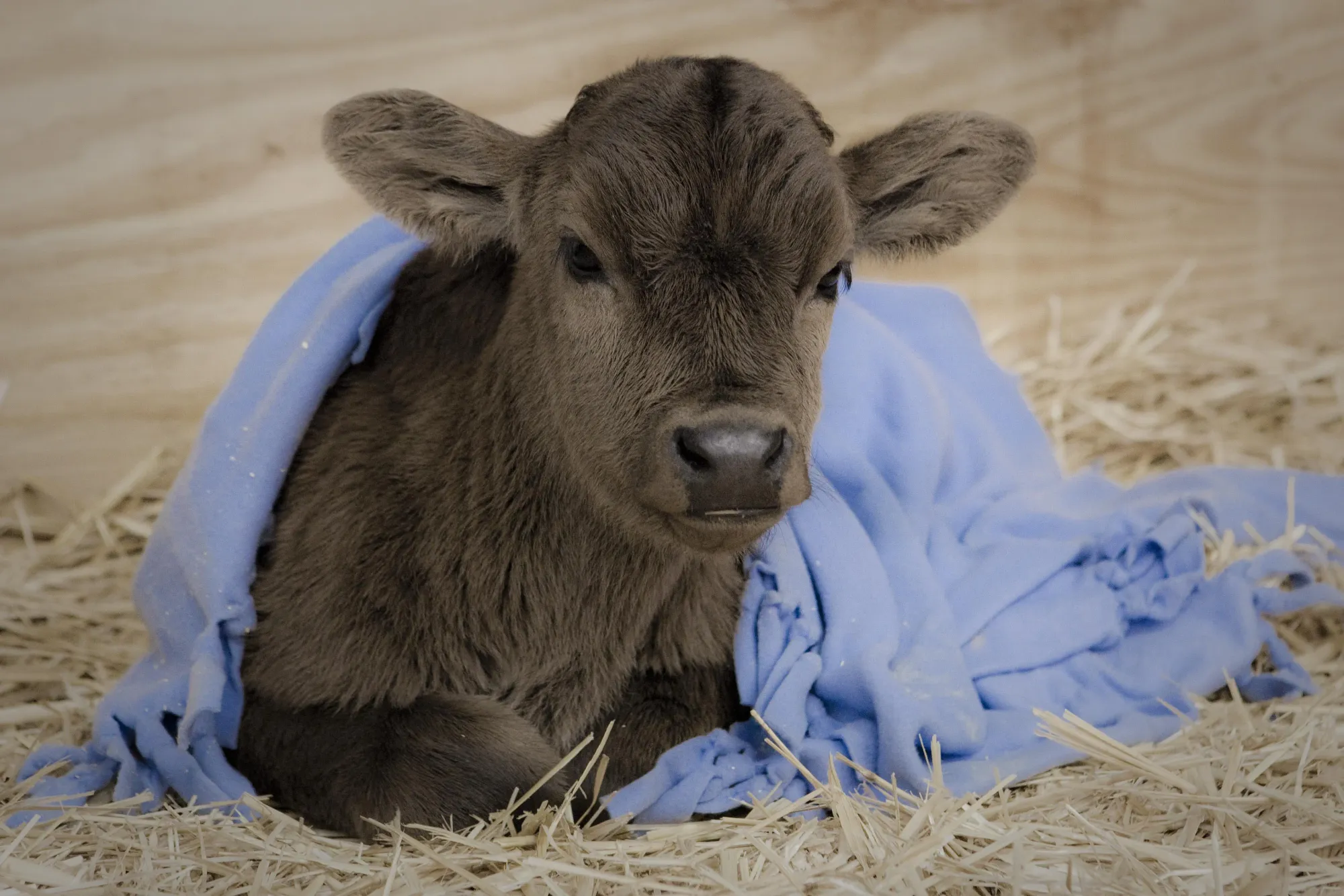 File:The Gentle Barn rescued calf 1 (5570266270).jpg - Wikimedia Commons
