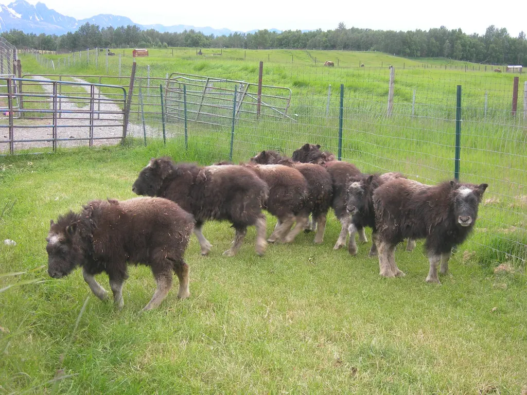 20 Things To Do In Palmer That Feel Uniquely Alaskan