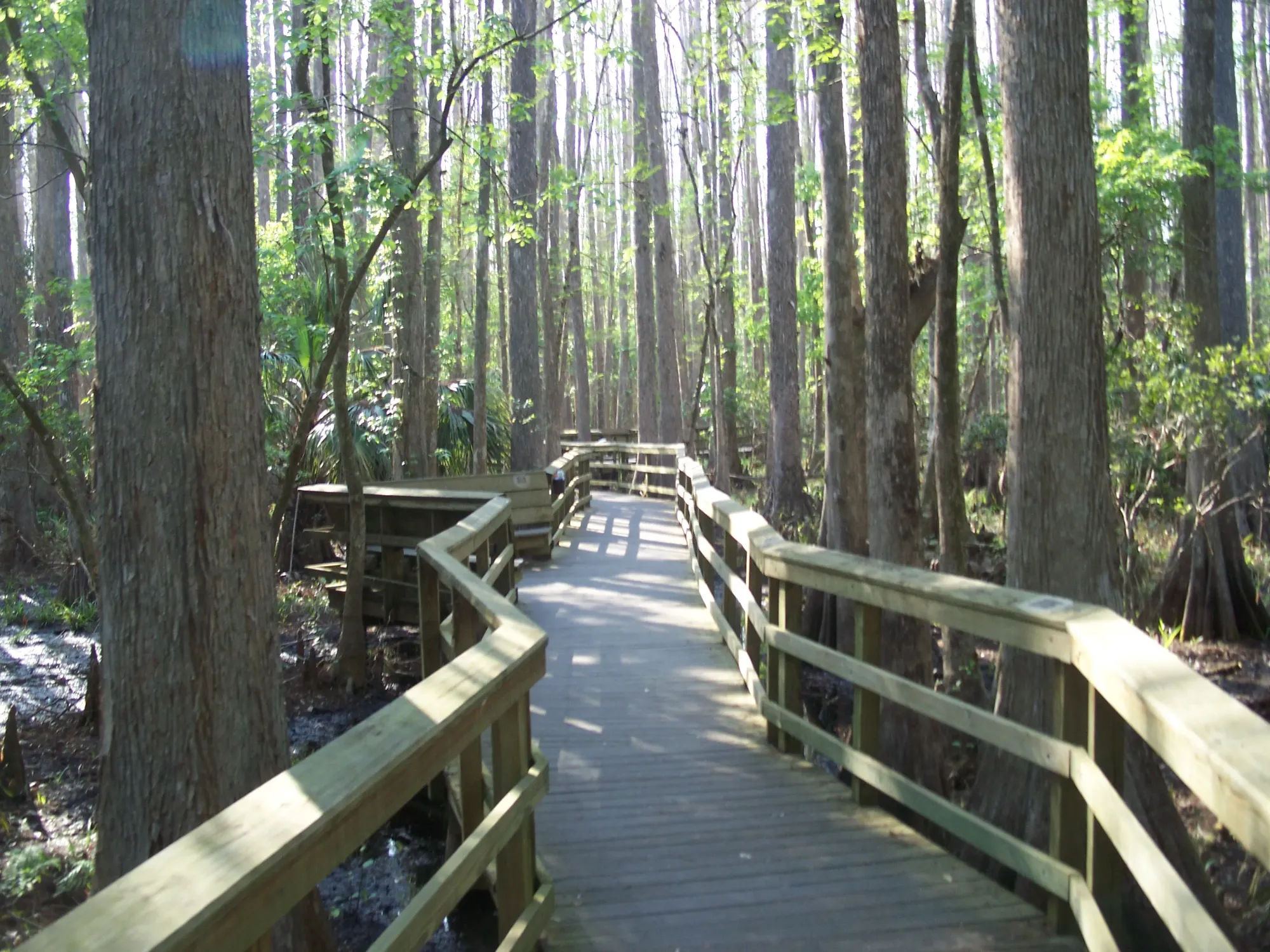 File:Highland Hammocks SP Swamp Trail03.jpg - Wikimedia Commons