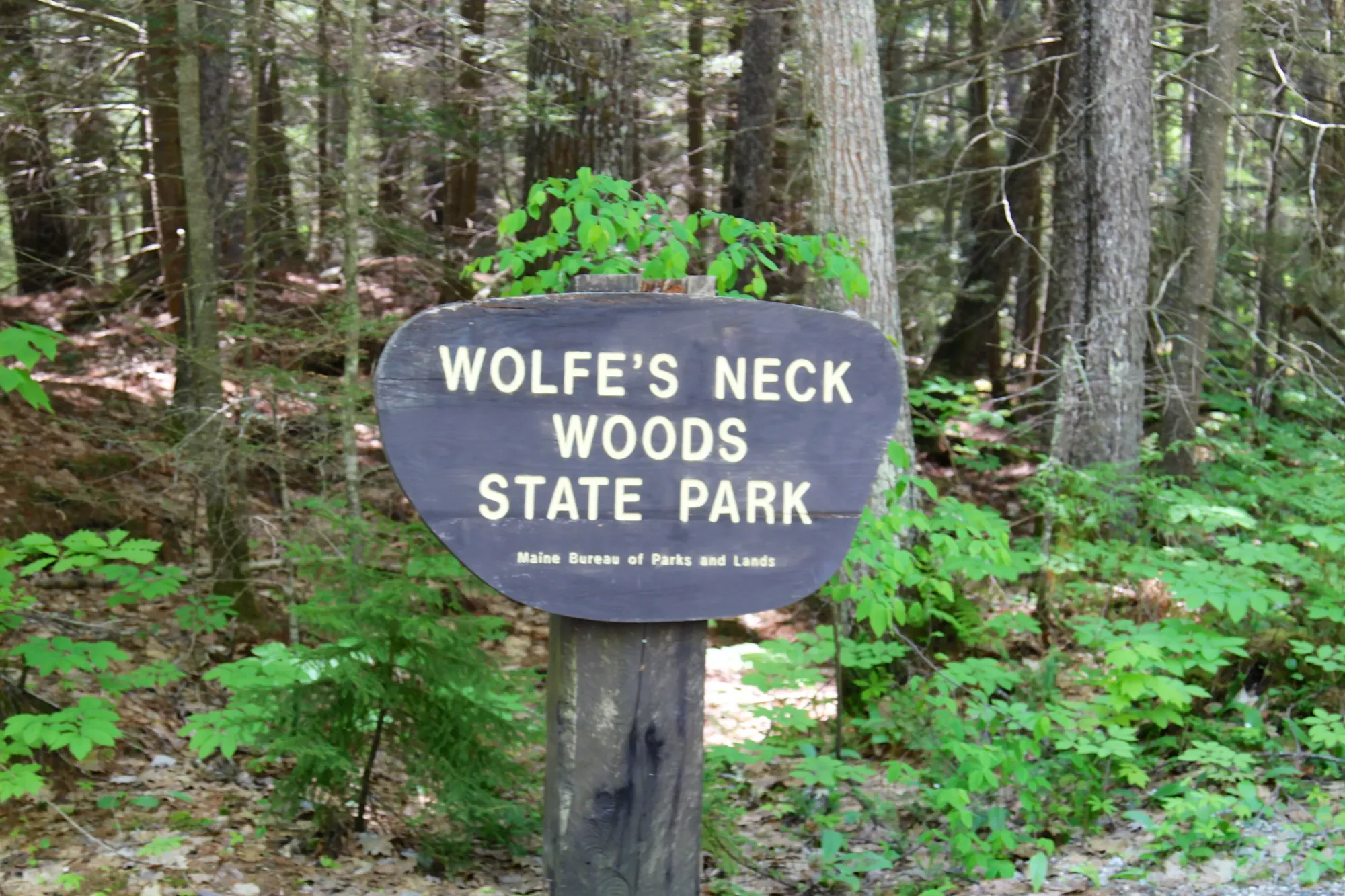 File:Wolfe's Neck Woods State Park.jpg - Wikimedia Commons