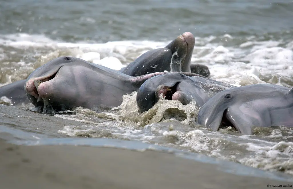 CP1A5606 | Dolphins strand feeding at Kiawah Beachwalker Par… | Flickr
