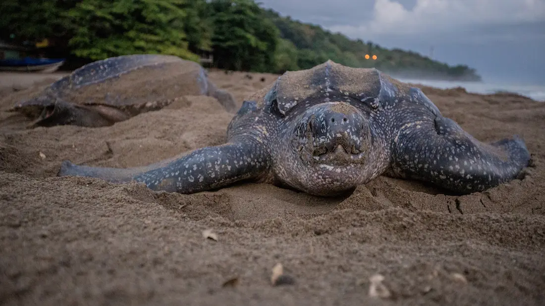 File:Leatherback turtle nesting on a beach in Grande Riviere.jpg - Wikimedia Commons