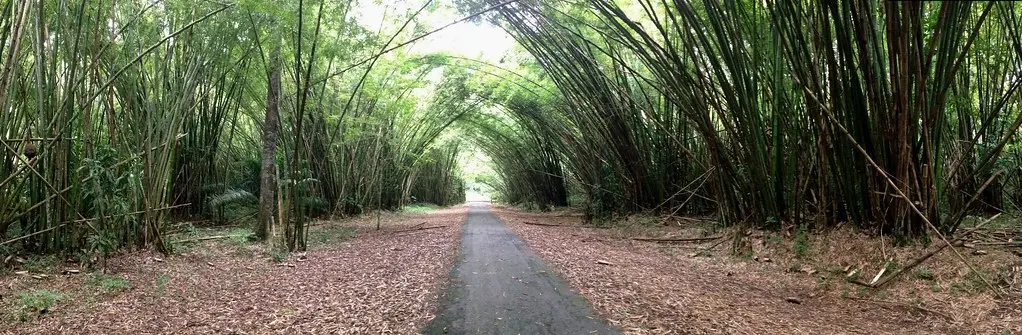 Bamboo Cathedral, Chaguaramas, #Trinidad. | Georgia Popplewell | Flickr
