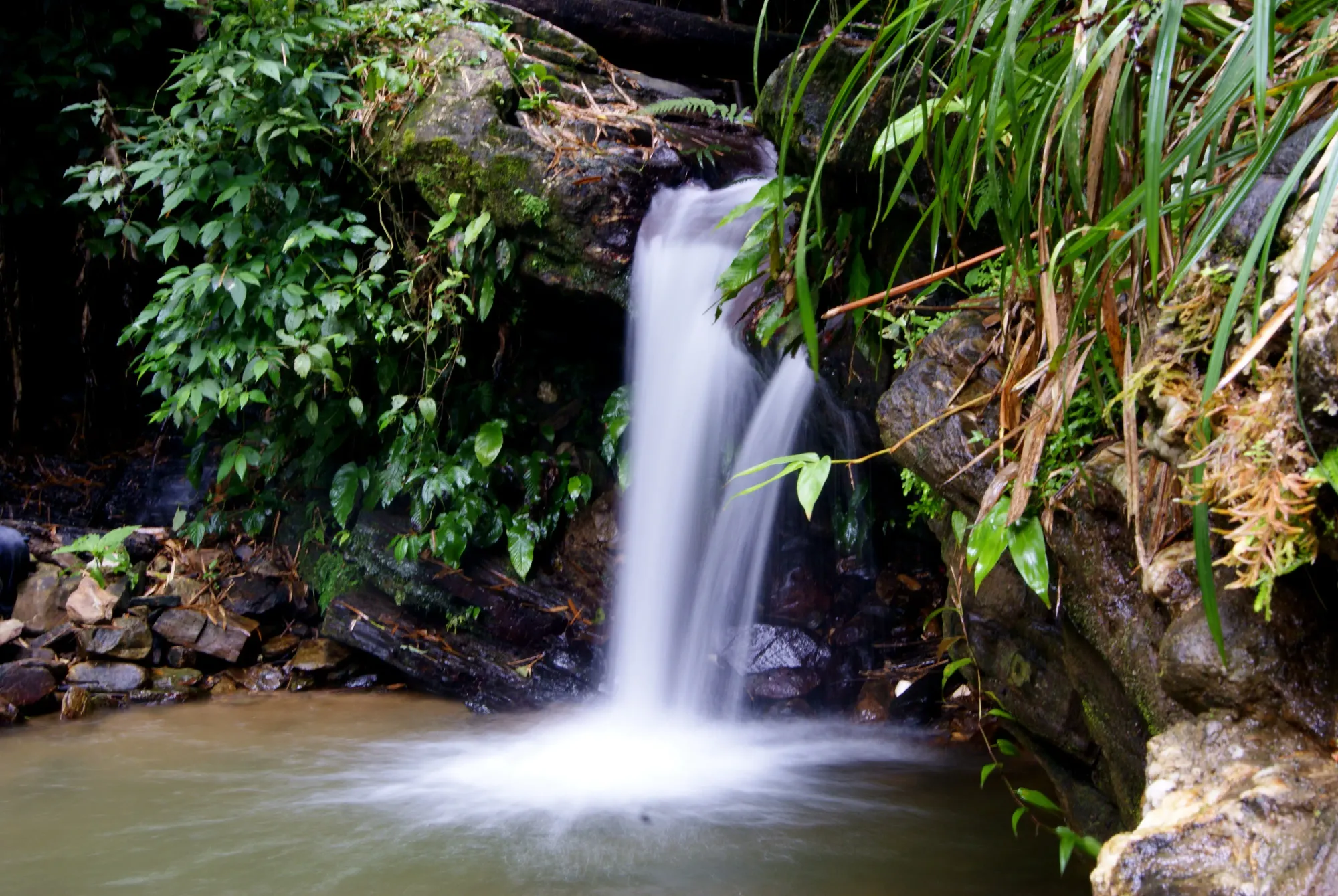 File:Waterfall (Asa Wright Nature Centre).jpg - Wikimedia Commons