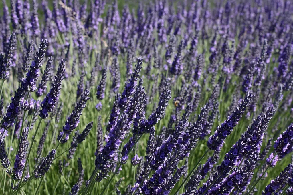 Lavender Picking at Graysmarsh Farms in Sequim, WA | Flickr