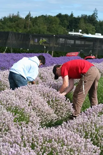 Sequim Lavender Festival | Flickr