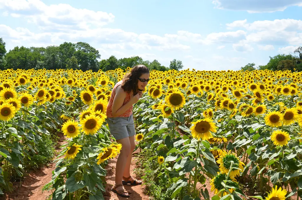 sunflowers at mckee-beshers | Seneca, Maryland. | Rachel | Flickr