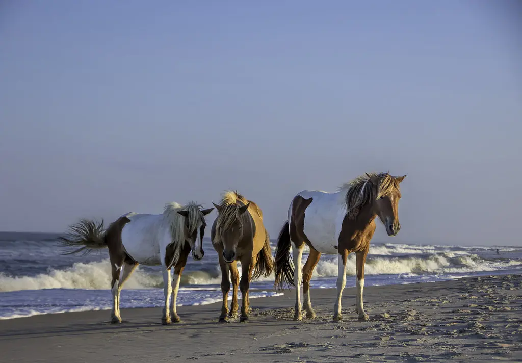 Wild ponies on the beach at Assateague Island, Maryland. | Flickr