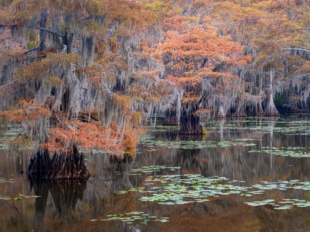 Mill Pond, Caddo Lake State Park, Texas | Caddo Lake State P… | Flickr