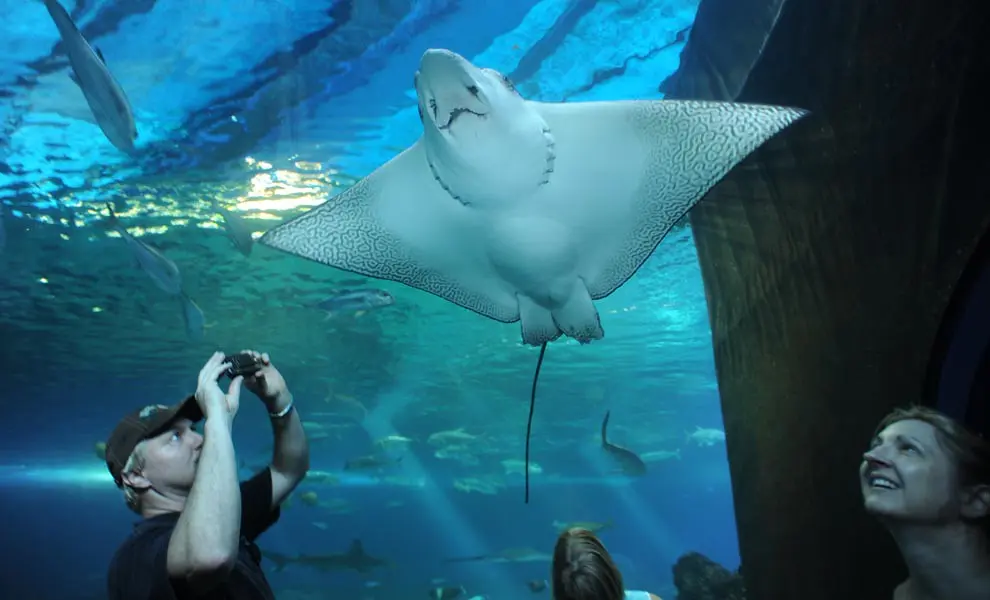 Maui Ocean Center aquarium | Visitors to the Maui Ocean Cent… | Flickr