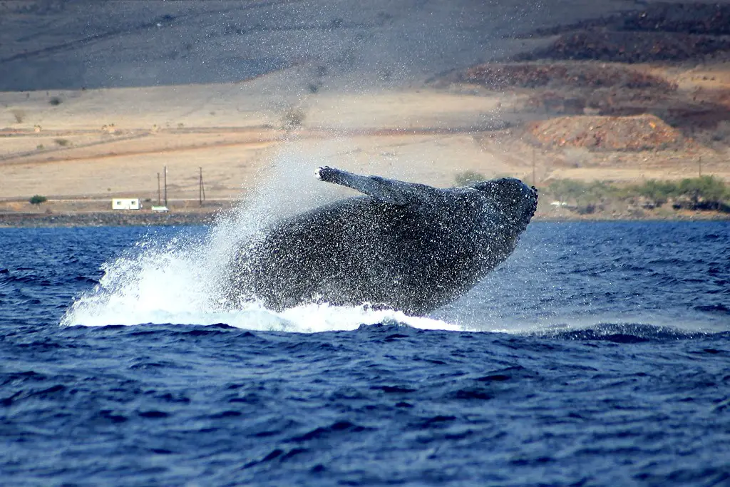 Whale Watching, Maui | Humpback whales are out of this world… | Flickr