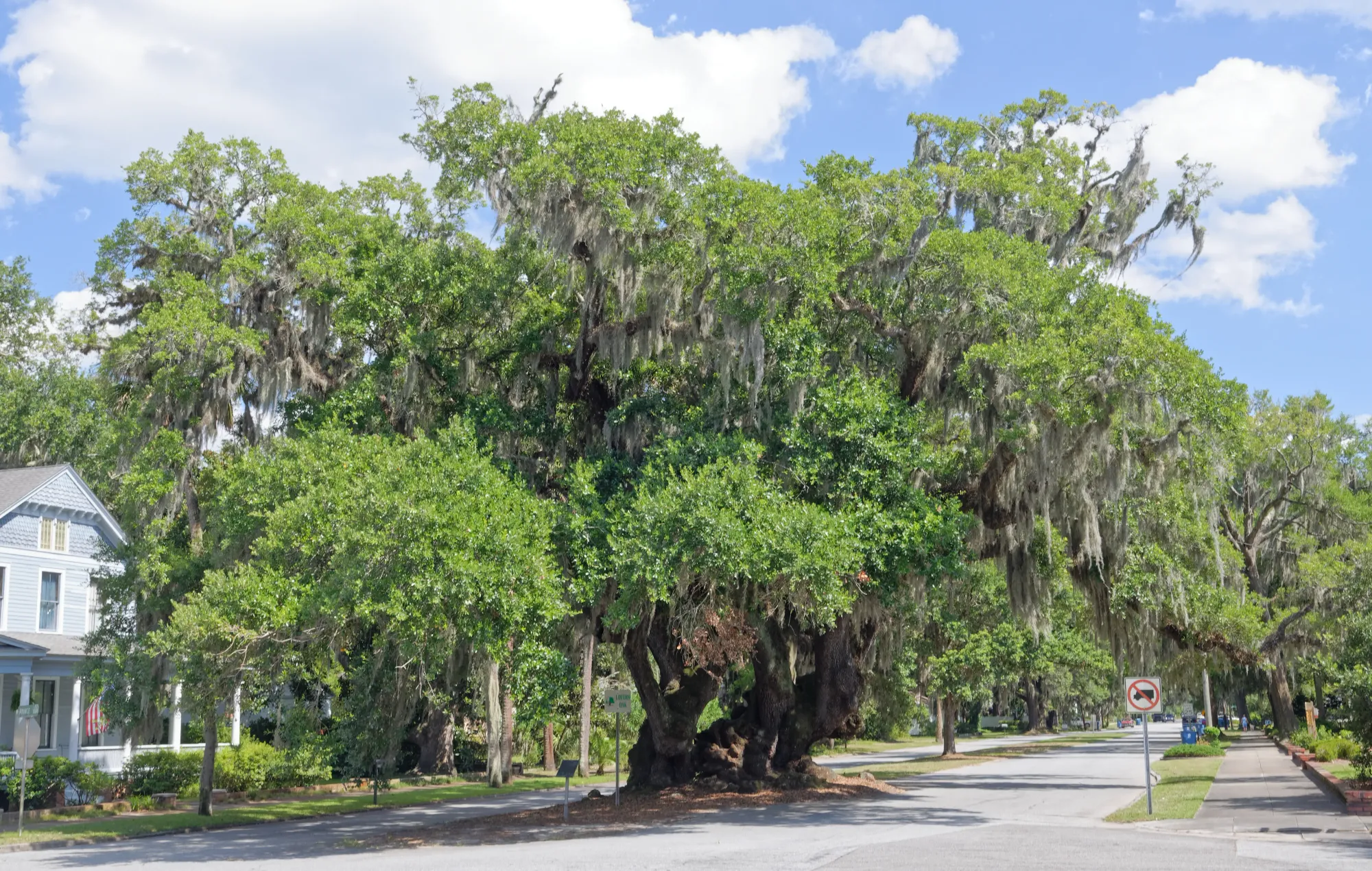 Lover's Oak - Wikipedia