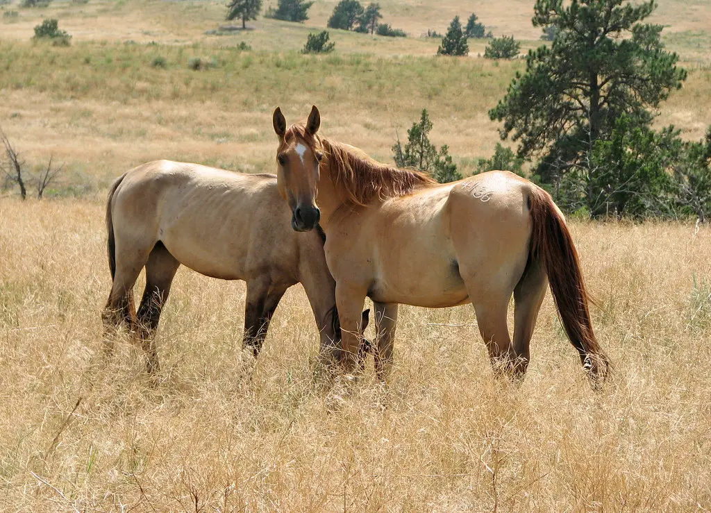 Black Hills Wild Horse Sanctuary - Wild Mustangs | The Black… | Flickr