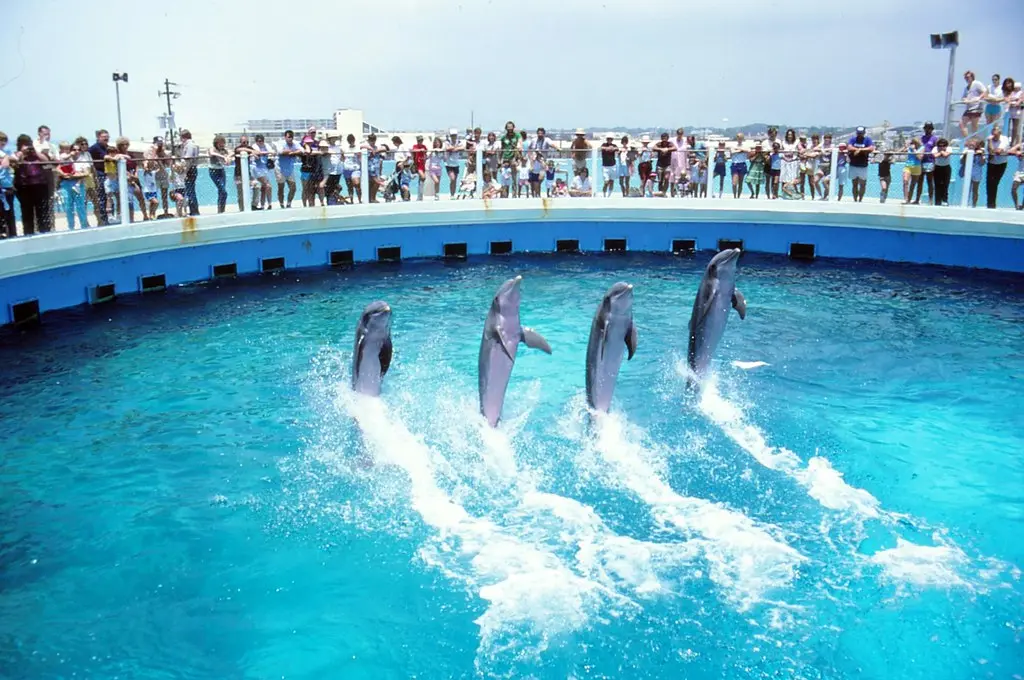Gulfarium Marine Adventure Park - 1985 | We visited the Gulf… | Flickr