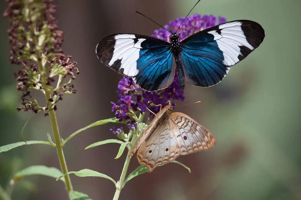 Butterfly Wonderland | Dru Bloomfield | Flickr