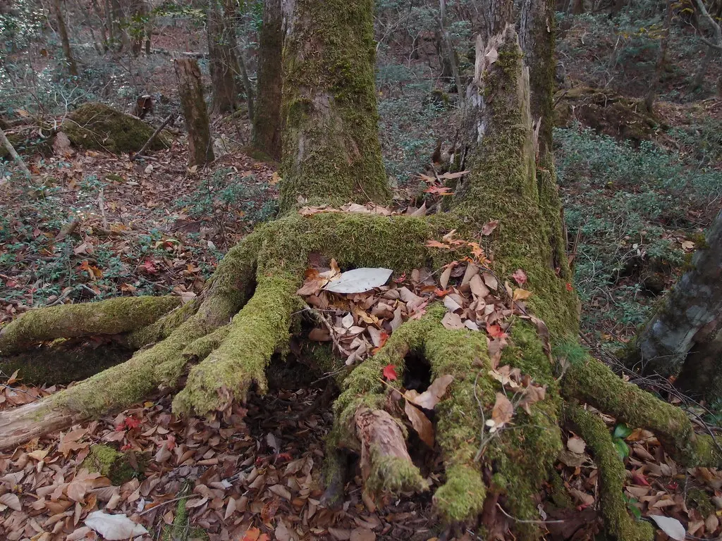 Aokigahara Forest | Guilhem Vellut | Flickr
