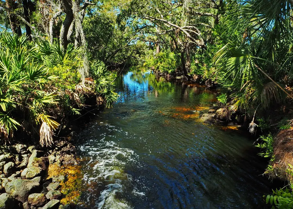 Werner-Boyce Salt Springs State Park | Tunnel of trees. | Tracey Jones | Flickr