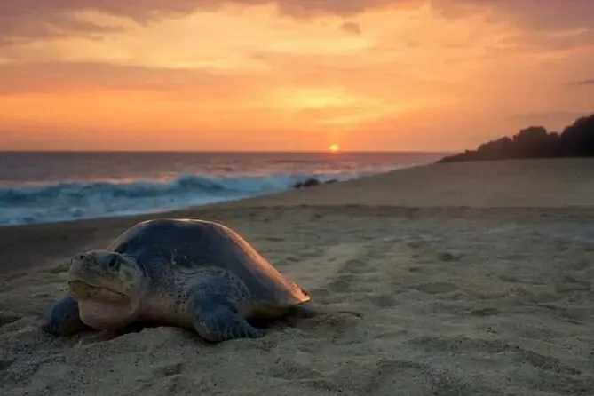 2025 Turtle Nesting Tour (Tamarindo) - with Trusted Reviews