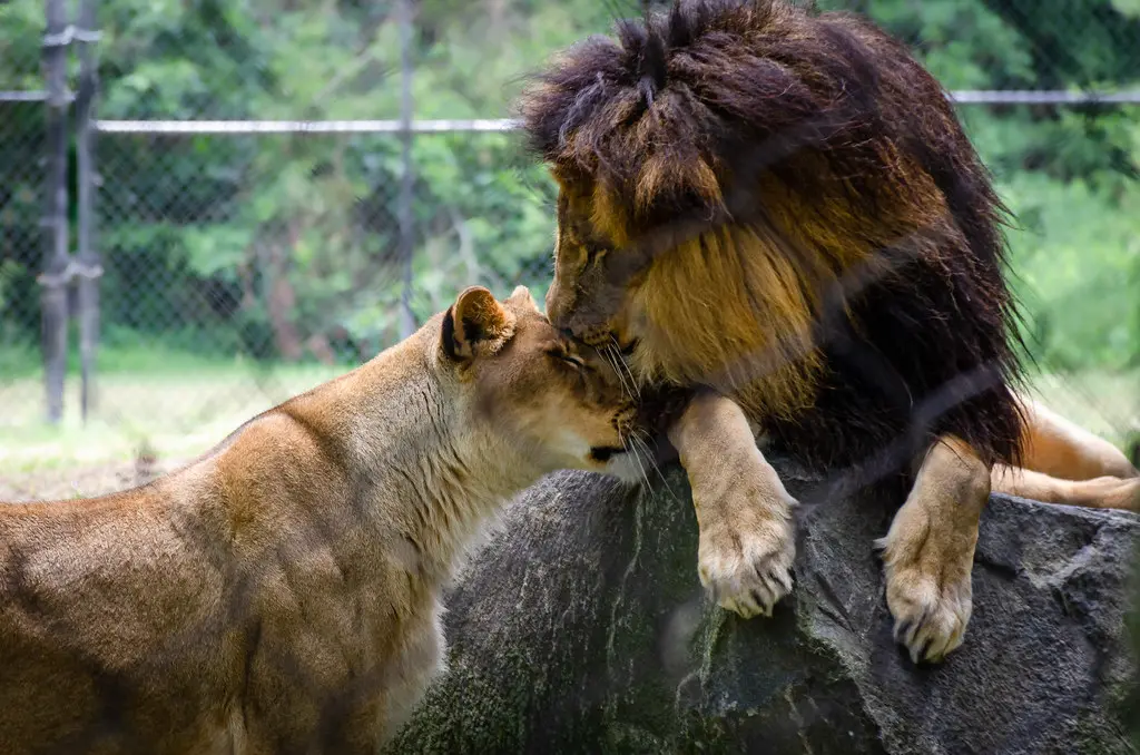 King & Queen | Cape May County Park & Zoo | Kim Goodwin | Flickr