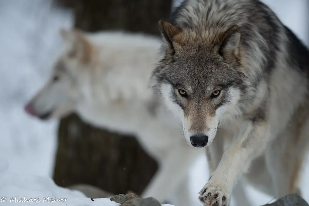 Lakota Wolf Preserve | Michael | Flickr
