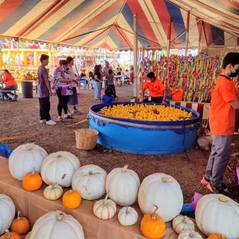 THE PUMPKIN FACTORY - Updated September 2025 - 148 Photos & 93 Reviews -  1545 Circle City Dr, Corona, California - Pumpkin Patches - Phone Number -  Yelp