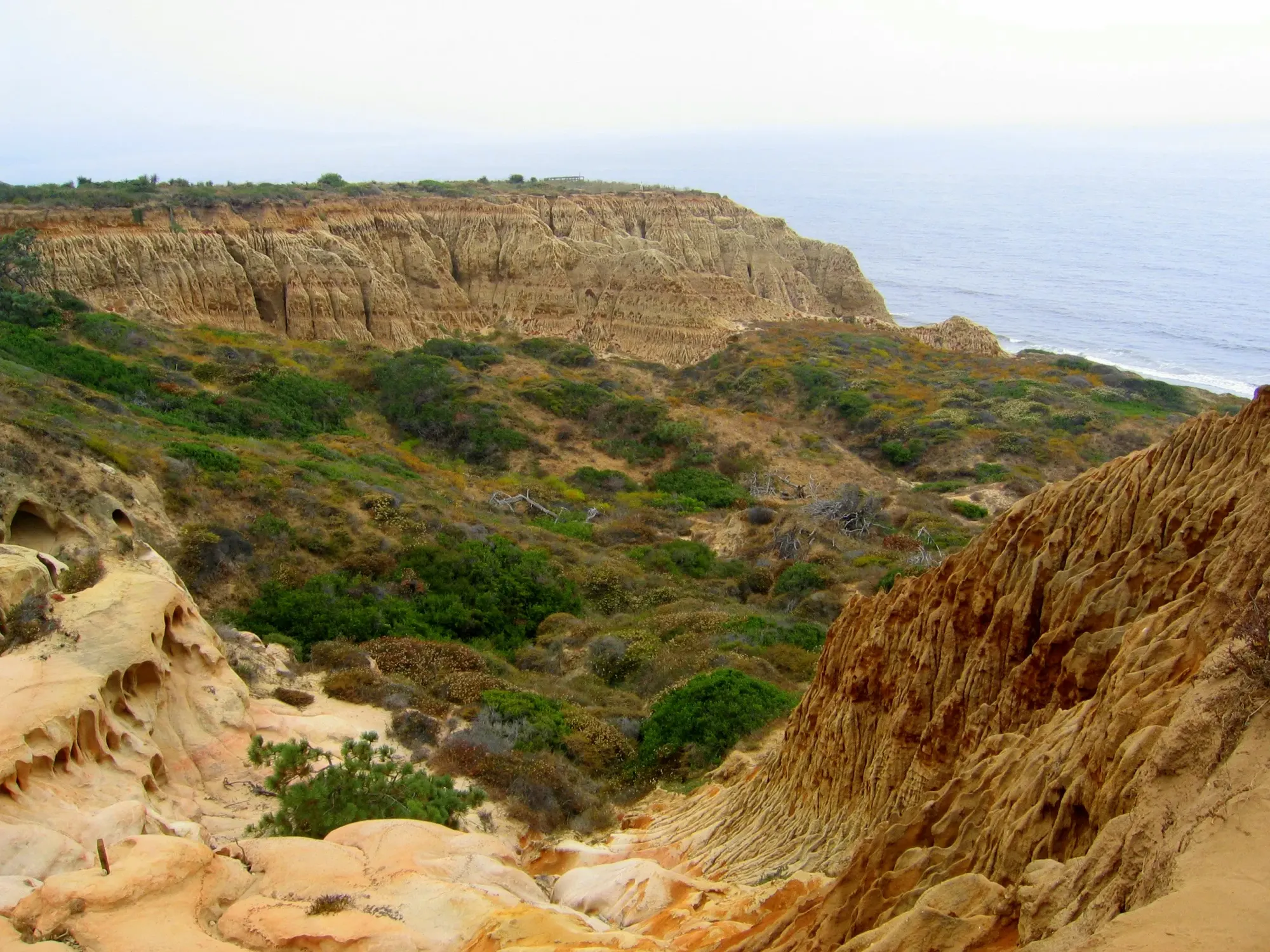 Torrey Pines State Natural Reserve - Wikipedia