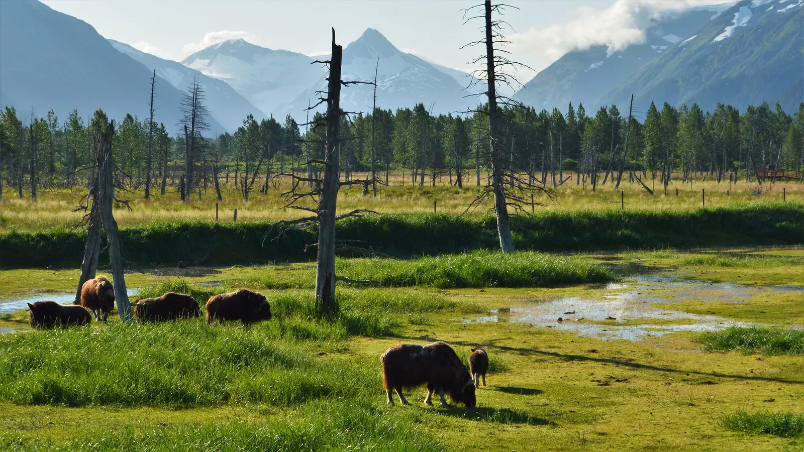Alaska Wildlife Conservation Center | Jeff Rebmann | Flickr