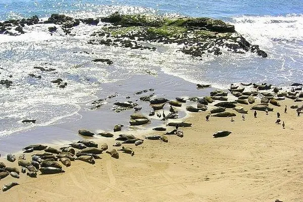 Carpinteria Harbor Seal Preserve and Rookery (2025) - All You Need to Know BEFORE You Go (with Reviews)