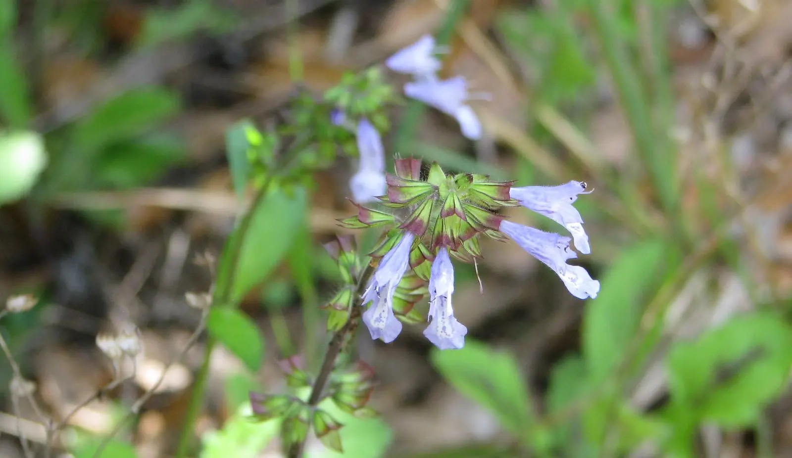 Wildflowers 1495 | Enchanted Forest Sanctuary, Brevard Count… | Flickr