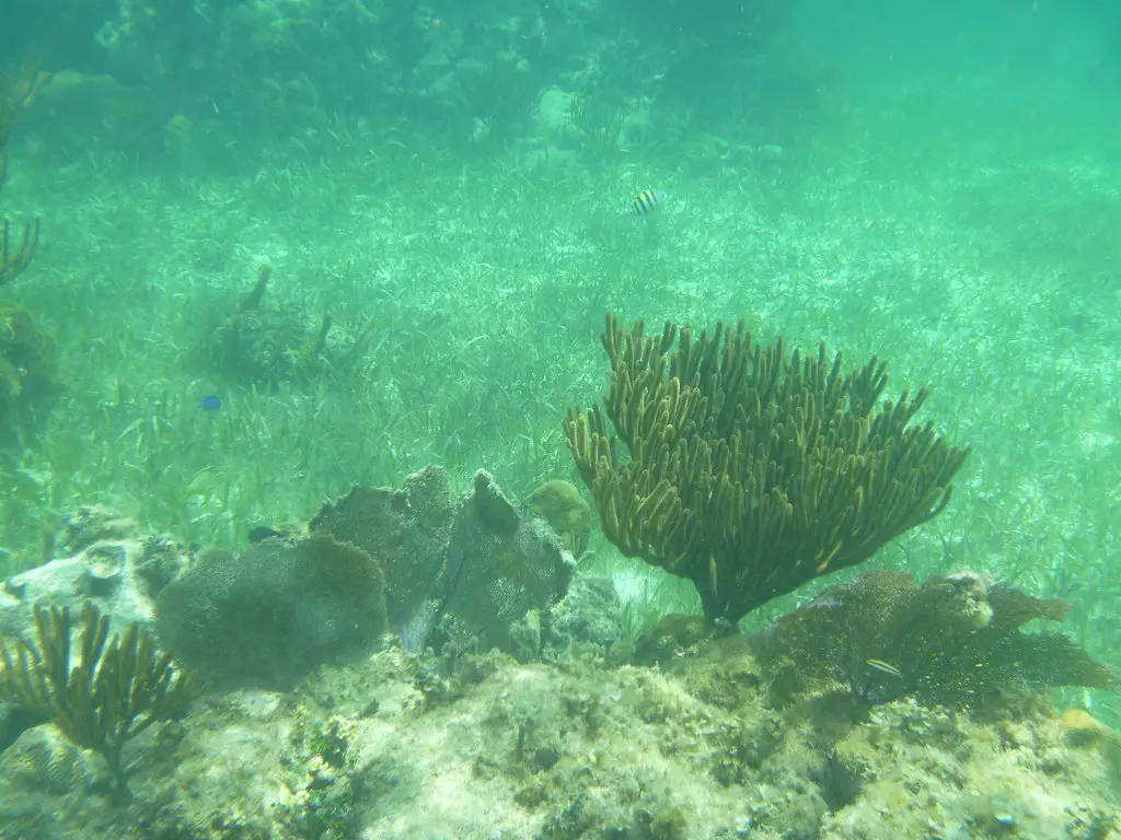 Coral reef at Puerto Morelos, Mexico | textlad | Flickr