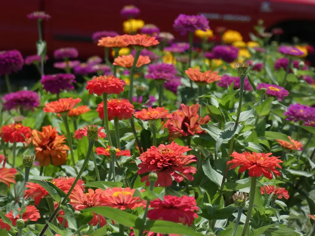 Field of color | Zinnias display their cheerful blooms at Sw… | Flickr